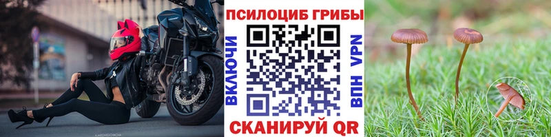 Галлюциногенные грибы Psilocybe  Дубовка 